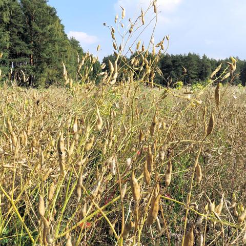 Ein weites Feld mit zahlreichen trockenen, gelblich-braunen Pflanzen, an denen viele schmale, aufrecht oder leicht gebogene Schoten hängen. Die Schoten sind prall gefüllt und teilweise leicht geöffnet. Im Hintergrund grenzt das Feld an einen dichten Wald mit dunkelgrünen Nadelbäumen. Der Himmel ist teils blau mit wenigen Wolken, das Sonnenlicht sorgt für helle, klare Farben und betont die Reife der Pflanzen.