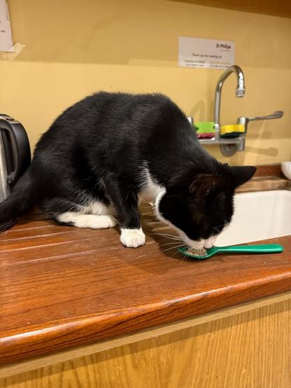 Black and white cat sniffing a green spoon with cat treats on it