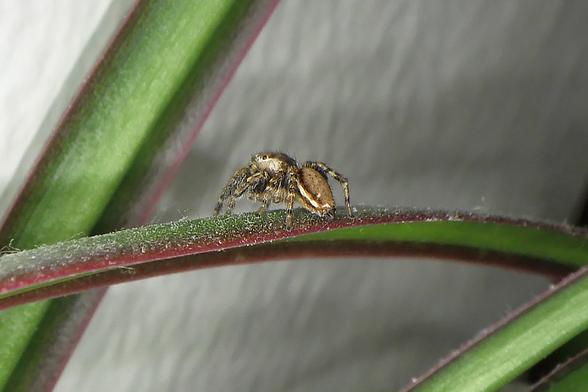 A small jumping spider on a long, dusty leaf of a dragon plant. The spider is brown, with a white band around the edge of his abdomen, and the front of his cephalothorax. The legs are banded with brown, grey, some black. He's keeping one side eye on me.
Background; wall, more leaves, green with red edges.
