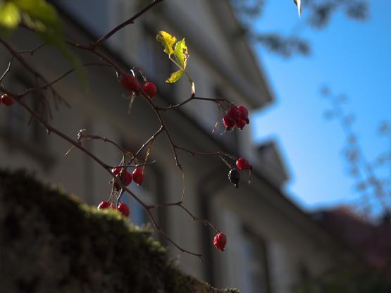 Rose branch in autumn