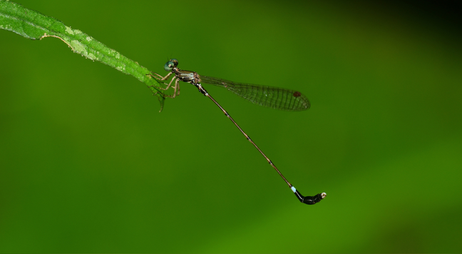 Sulcosticta fliedneri in nature, male, photographed by Q.T. Phan.