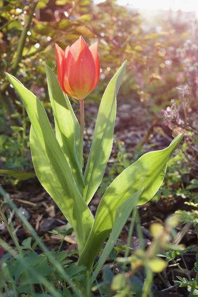 Eine einzelne rote Tulpe, die von warmen Sonnenstrahlen angeleuchtet wird.