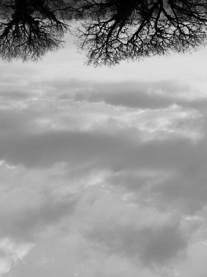 Forest and big cloudy sky. The image is upside down. (Version françæ) Forêt et granx ciel nuageux. L’image est à l’envers.