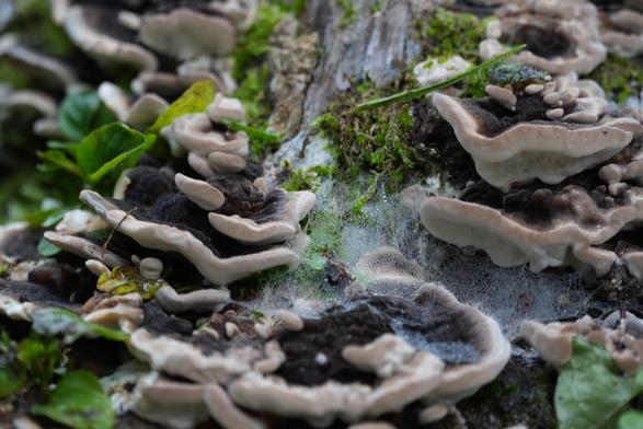 Close up photo of mentioned stump. The fungi grew several fruit bodies on its side. They are flat, dark on top (brown to black), and have no lamella below. Between the fruit bodies a spider formed a net, which is covered by droplets from dew.