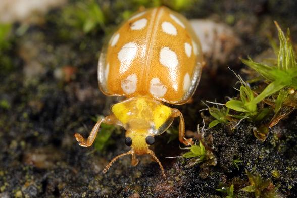 Nahaufnahme eines Sechzehnfleckigen Marienkäfers (Halyzia sedecimguttata) auf moosbedecktem Untergrund. Der Käfer zeigt seine charakteristische orange-gelbe Färbung mit weißen Flecken auf den Flügeldecken und einen auffällig gelben Halsschild. Die glänzende Oberfläche und die symmetrische Anordnung der hellen Punkte sind deutlich erkennbar, während der Käfer zwischen grünem Moos und Pflanzenresten fotografiert wurde.