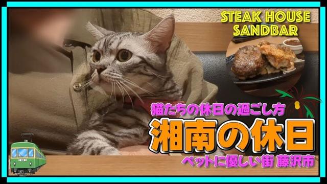『湘南の休日』猫たちの休日の過ごし方！ペットに優しい街 藤沢市（江ノ島&辻堂）店内ペットOKの辻堂の絶品ステーキハウス🍖