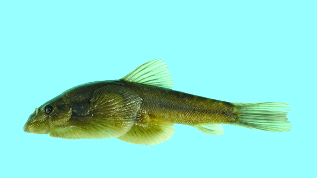 Sewellia pudens, holotype, male.