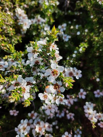 Close up of little white flowers covering the branches of a plant. The flowers have 4 or 5 simple petals. The leaves of the plant are very small and green.
