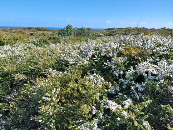 A view of bushes with a tiny glimpse of sea in the background. In the foreground the bushes have white flowers. The other photo is a close-up of these flowers
