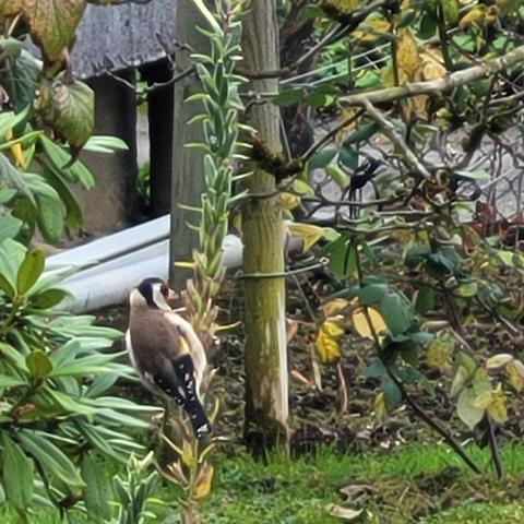 Stieglitz an Nachtkerzensamen