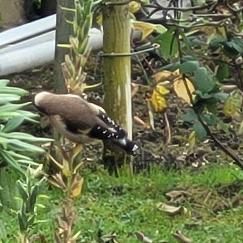 Stieglitz an Nachtkerzensamen