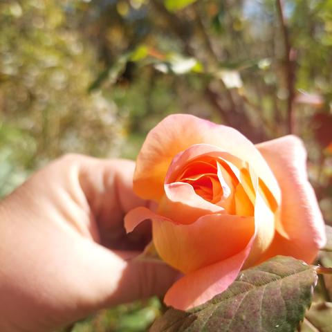 Ma main tient une rose jaune orangée juste ouverte