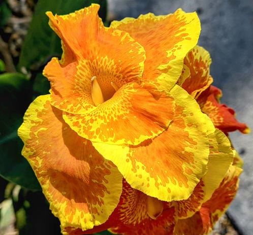 Close-up shot of a vibrant canna lily flower. The blossom features layered petals in shades of orange and yellow with a distinctive speckled pattern. The petals are textured, with highlights emphasizing their delicate shapes. The background is a blurred mix of green foliage and neutral gray concrete. The flower's center shows a hint of its inner stamen.