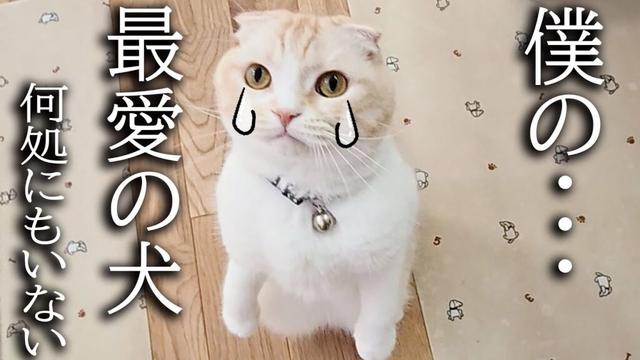 犬を預けたらニャーニャー泣いて家中探し回る子猫がこちらです