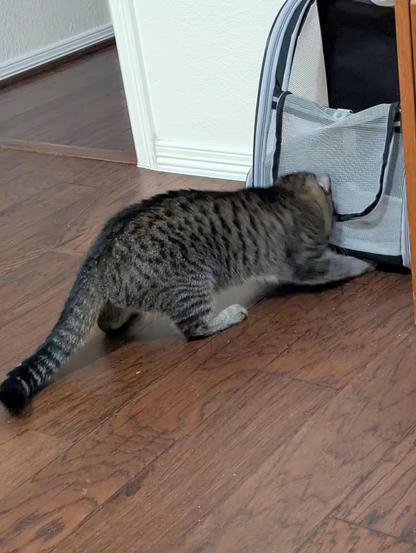 My cat attempting to retrieve treats from underneath the bag (cat backpack) I put them in.
