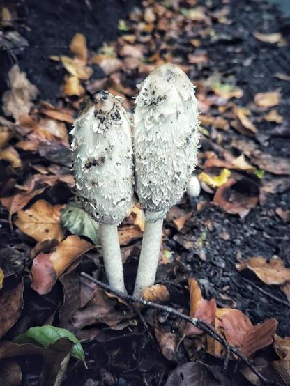 Zwei weiße Schopf-Tintlinge (die Fruchtkörper) eng zusammen auf dem Waldboden voller Herbstlaub