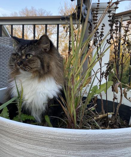 A long haired brown and white tuxedo cat sits in a large planter among green and brown leaves, she looks forever angry