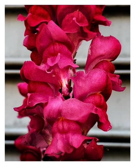 Closeup photo of red snapdragon flowers (Antirrhinum). In the background are the ridges of a closed metal storefront gate.