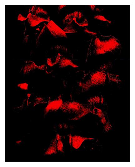 An extremely edited image of snapdragon flowers (Antirrhinum) which gives it a stark, almost abstract appearance of bright red highlights against solid black.