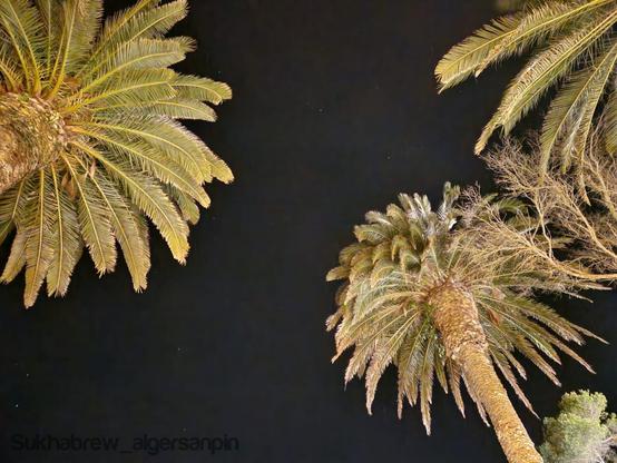 Night photograph taken from a beach bar in Menorca. Palm trees glow under soft lights against a dark sky, while a light breeze moves through the scene — a quiet mix of sea air, music, and slow conversation.
