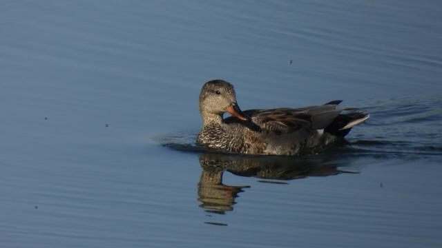 An elegant grey gadwall swimming along on shiny water that clearly reflects its head, which is turned to face back the way it came from.