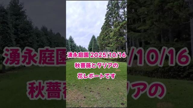 湧永庭園の秋バラ&ダリア、ホトトギス（花）【2025/10/16開花状況】 #short　#写真　広島県安芸高田市の庭園です