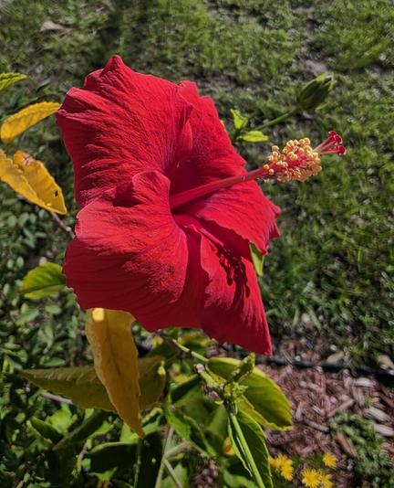 A detailed close-up shot of a blooming red hibiscus flower. The large, textured petals of the flower are a bright, saturated red, catching the sunlight and casting subtle shadows. The pistil extends from the center, displaying a delicate yellow color with red tips, adding a focal point to the composition. The flower is surrounded by lush green leaves from the plant and a backdrop of green grass and foliage, creating a natural, vibrant setting. The image captures the intricate details of the flower and the surrounding greenery.