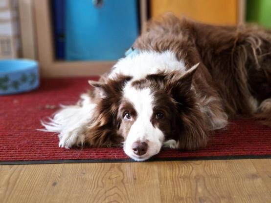 Hund liegt auf dem Boden und guckt direkt in die Kamera, es wirkt etwas judgy