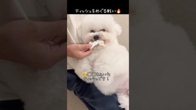 ティッシュをめぐる戦い【ビションフリーゼ】【コパン】