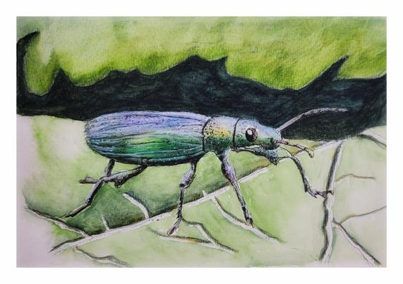 Auf dem Bild sieht man einen Käfer, der sich auf einem Blatt befindet. Die Farben sind mehrheitlich in verschiedenen Grüntönen gehalten.