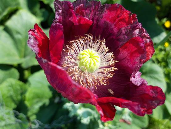 Das Bild zeigt eine leicht angewelkte Blüte des Schafmohns, Papaver somniferum, deren geknitterten Blütenblätter in Teilbereichen rot oder pink sind. In der Blütenmitte sitzt ein dicker gelbgrüner Fruchtknoten umringt von zahlreichen Staubfäden. Rechtsunten sieht man auf einem Blütenblatt eine kleine, beige Wanze sitzen. Im unscharfen Hintergund ist grünes Blattwerk.