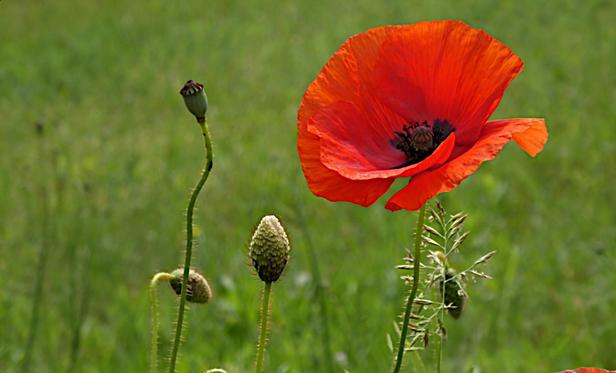 Auf einer grünen Wiese stehen ein blühender Klatschmohn, ein ausgeblühter und noch 3 mit geschlossener Blüte.
On a green meadow there is one flowering poppy, one that has finished flowering and three more with closed flowers.