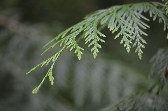 A close-up photograph of a drooping, flat spray of bright green, scale-like needles on a conifer branch. The background is a very soft, dark blur of green and brown, making the sharp detail of the needles stand out.