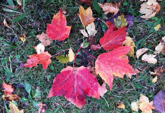 Buntes Herbstlaub im Gras. Ein paar rot gefärbte Blätter liegen im Kreis.