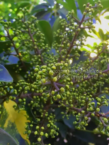 Digital photography of a plant with branches that are full of what appear to be tiny flower buds. Everything is light green.