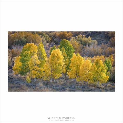 Yellow and green aspen trees.