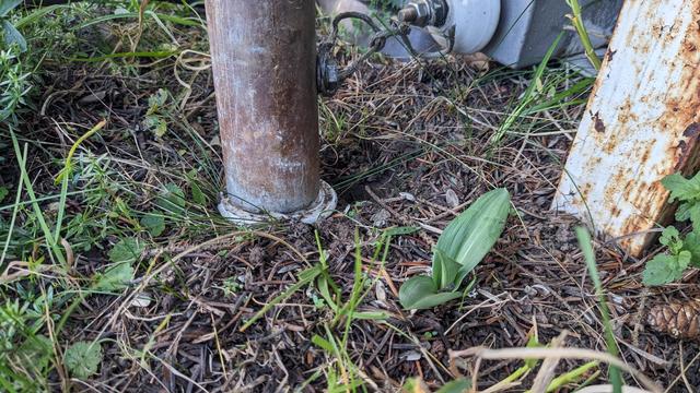 Man sieht ein Stück Erdboden mit Nadeln bedeckt. In der Bildmitte ist eine junge Orchidee und ein Antennenfuß mit Isolator zu sehen.