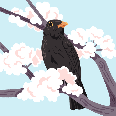 A painting of a common blackbird perched in a sakura tree, surrounded by blossoms.