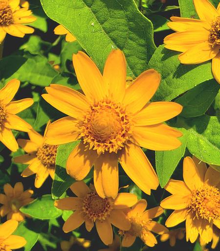 The image showcases a cluster of vibrant yellow Melampodium flowers set against a background of lush green foliage. The main flower is centrally positioned, exhibiting numerous slender petals radiating from a dense, textured golden-yellow center. Surrounding this central bloom are several other partially visible flowers, interspersed among broad, textured green leaves that fill the frame. The lighting is strong, casting shadows and highlights that accentuate the textures of both the petals and leaves, giving depth and dimension to the composition.