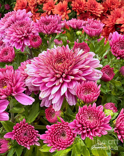 Pink and Orange Chrysanthemums