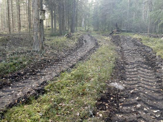 Monitoimikoneen mylläämät urat metsäpolun tilalla. Vieressä on kuolevassa kuusessa vanha linnunpönttö ja sen takana äskettäin harvennettu metsä.