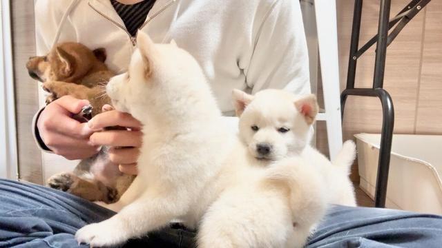 【柴犬 子犬】気にしたら負けな子犬たちの爪切りの様子はこちら
