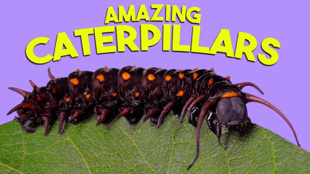 Close-up macro photograph of a dark caterpillar with orange spots and defensive spines resting on a green leaf against a purple background.