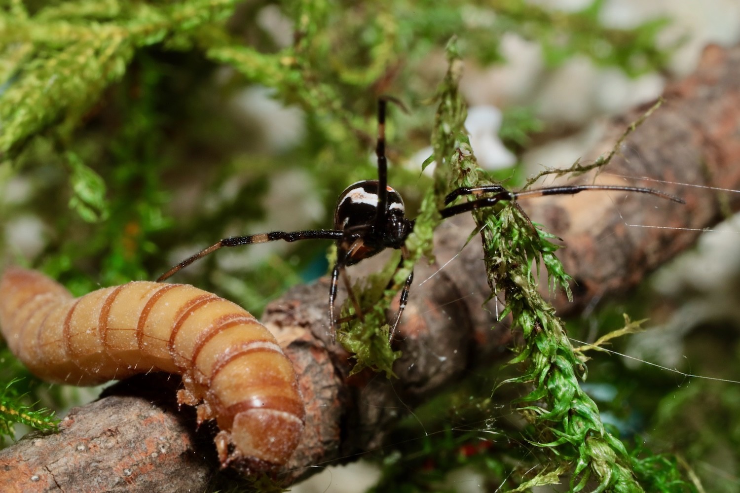 Juvenile black widow with her first mealworm