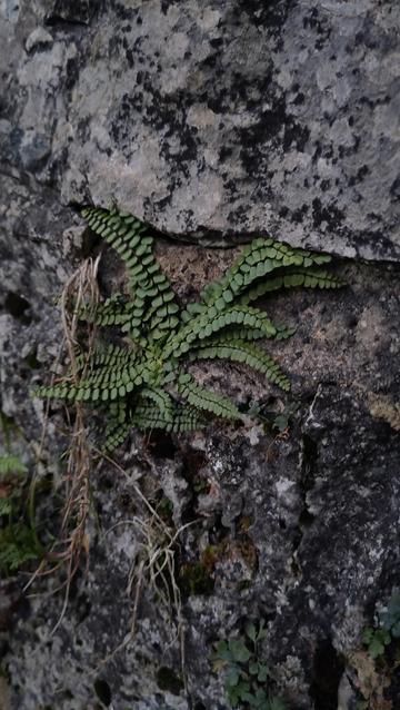Small Asplenium trichomanes fern growing between rocks in a castle ruin wall.