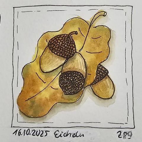 Aquarellskizze: Ein Eichenblatt. Darauf liegen zwei Eichrln mit Hütchen, darunter eine dritte Eichel.