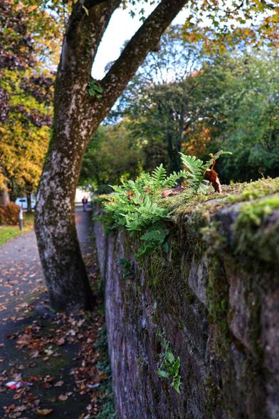 A close-up photograph of a rustic stone wall, topped with vibrant green ferns and moss. The wall runs alongside a pavement, where the trunk of a mature tree curves into the frame from the left. The pavement is scattered with autumnal leaves, adding a seasonal touch to the scene. In the background, a path stretches into the distance, bordered by more trees displaying a mix of green and golden foliage. The image captures the serene atmosphere of an autumnal park or countryside lane, focusing on the natural textures and colours of the season.