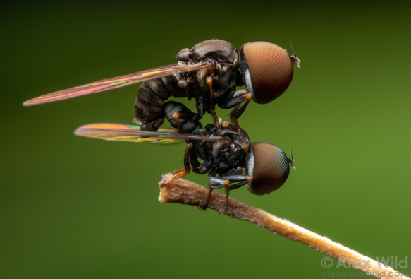 Macro photograph of two mating flies in side view, the smaller one underneath and perched on a brown twig, against a smooth dark green background. The flys' heads are large, rounded, and made almost entirely out of giant, encompassing rusty red compound eyes.