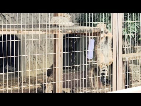 【マヌルネコの子どもたちが元気いっぱい！素早く動き回る姿をドルビービジョンで🐱｜東山動植物園】＃東山動物園＃東山動植物園＃マヌルネコ、東山動植物園＃マヌルネコのうたペルシャネコ、ベンガルネコ、＃Zoo