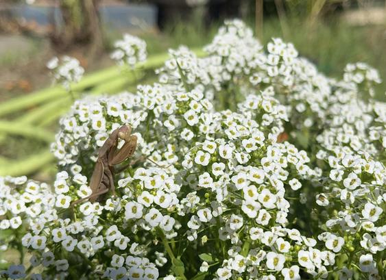 Beige colored praying mantis on a mound of small, white sweet alyssum flowers.